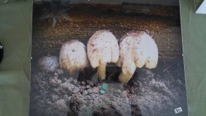 I was once told that fairies live in mushrooms...so when you see them growing in your lawn or garden, know that fairies have visited and thank them for their presence. What magical fairy presence will you find in your garden?