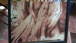 Take a walk in the enchanted forest (Bruce side trail from the Glen Williams cemetery to 10th line and 22nd Sideroad), and you'll find great old cedars, intertwined together, telling magical stories of cooperation, collaboration, love and companionship.