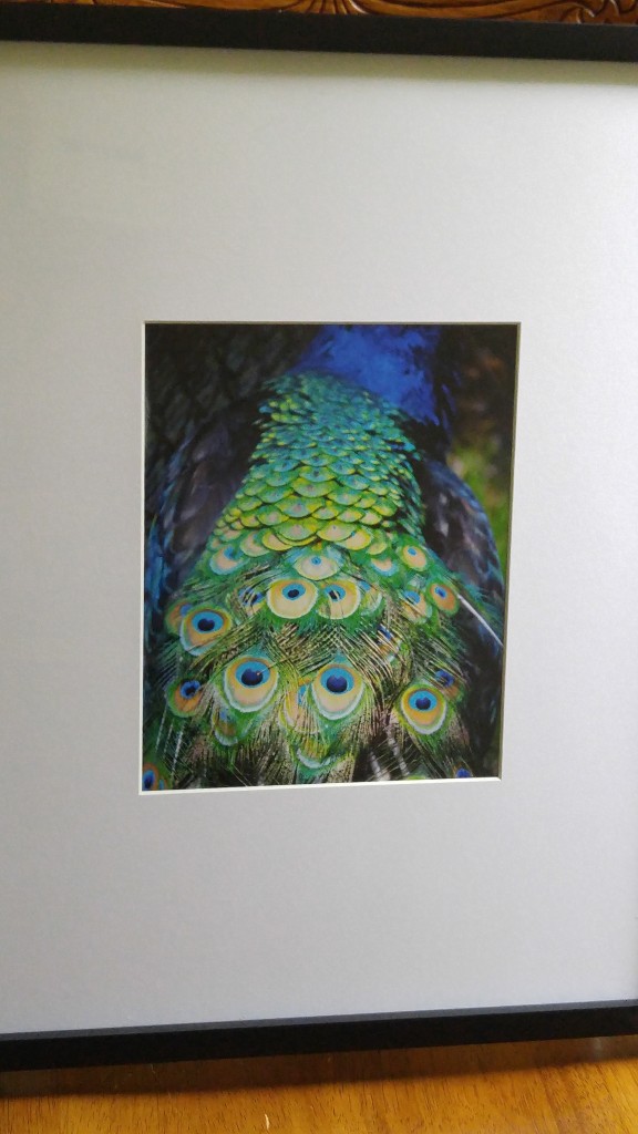 At the Brantford Zoo, Ontario The peacock is a symbol of integrity and the beauty we can achieve when we show our true colors. Maybe this is why I admire their beauty and color so much - be true to yourself.